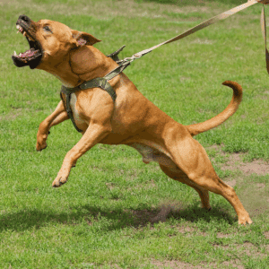Dog attacking a walker