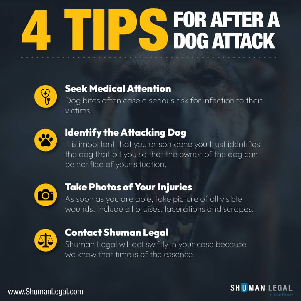 What to do after a dog attack