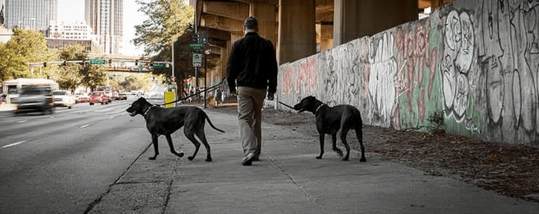 man walking 2 big dogs in Atlanta