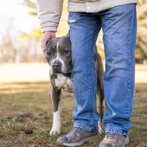 proving dog ownership
